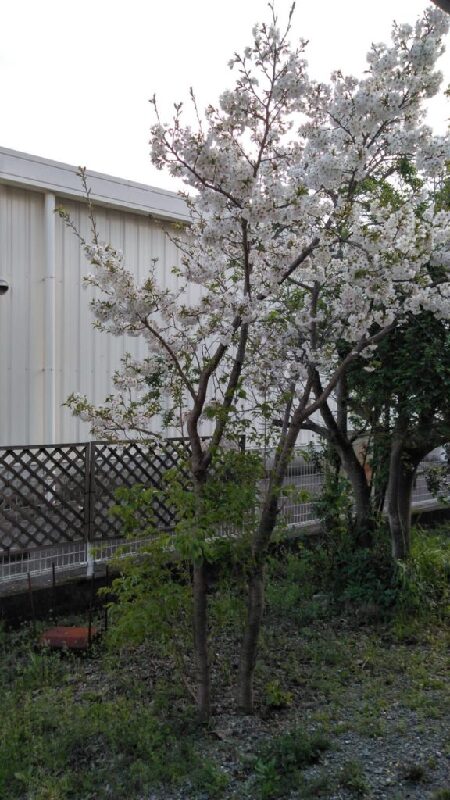 れもんの木に桜が咲きました。