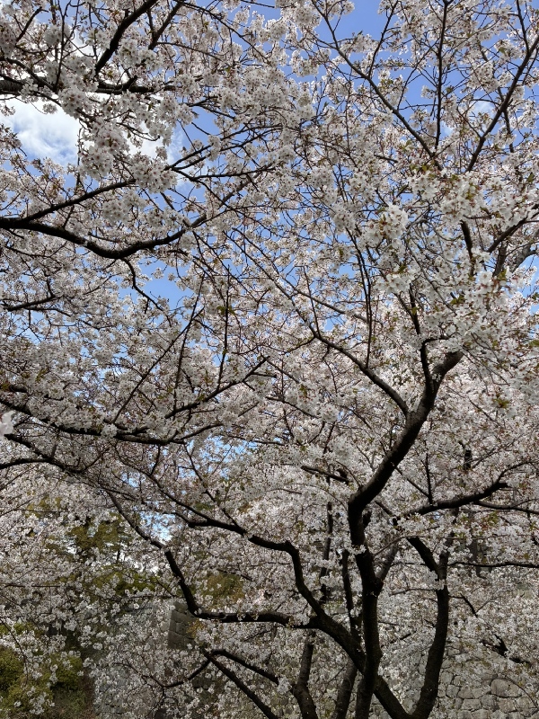新年度始まってます。